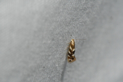 Bucculatrix canadensisella