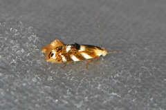 Bucculatrix canadensisella