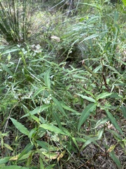 Persicaria attenuata