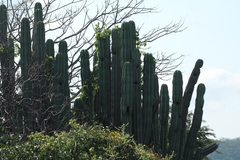 Pachycereus weberi