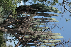 Pachycereus weberi
