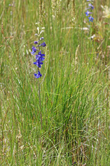 Delphinium depauperatum