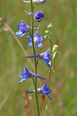 Delphinium depauperatum