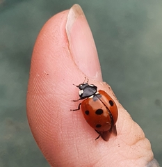Coccinella septempunctata