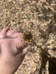 Centaurea sulphurea