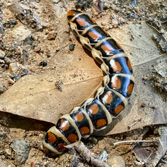Phengodes laticollis