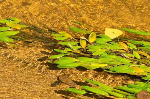 Longleaf Pondweed