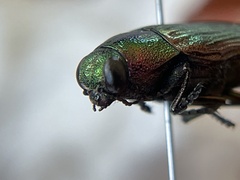Buprestis adjecta