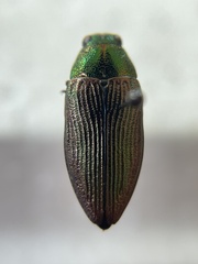 Buprestis adjecta