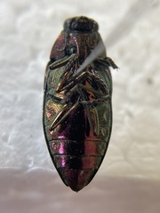 Buprestis adjecta