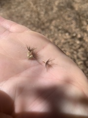 Centaurea sulphurea