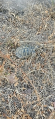 Testudo hermanni