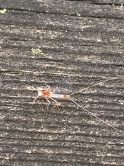 Maccaffertium modestum