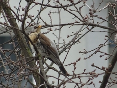Turdus pilaris