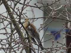 Turdus pilaris