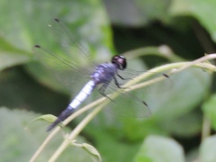 Brachydiplax