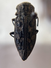 Chrysobothris monticola