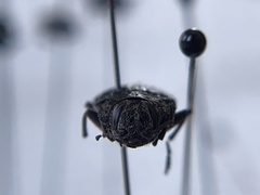 Chrysobothris monticola