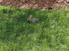 Sylvilagus audubonii