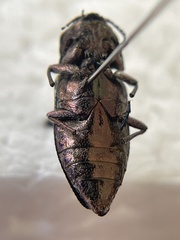 Chrysobothris monticola