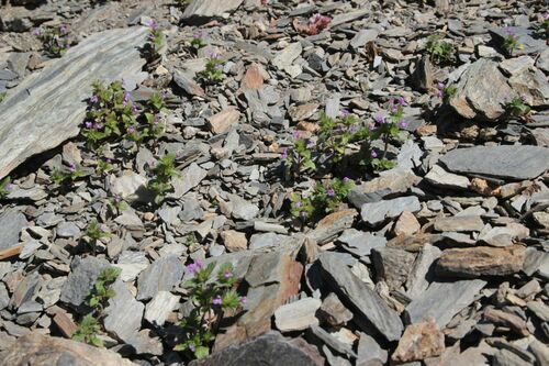 Image of Galeopsis pyrenaica by (c) Olivier Argagnon, some rights reserved (CC BY)