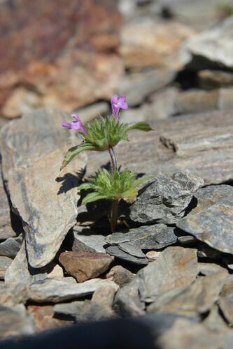 Image of Galeopsis pyrenaica by (c) Olivier Argagnon, some rights reserved (CC BY)