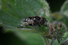 Eristalinus sepulchralis