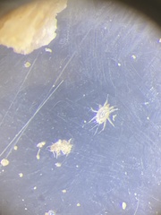 Neoseiulus cucumeris