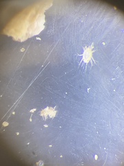 Neoseiulus cucumeris