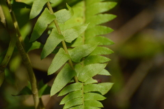 Blechnum australe australe