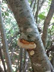 Dichomitus campestris