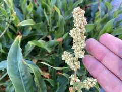 Rumex pallidus