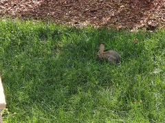 Sylvilagus audubonii