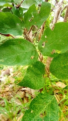 Malpighia mexicana