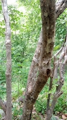 Malpighia mexicana