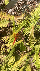 Libellula croceipennis