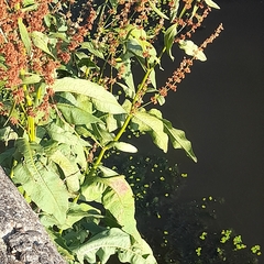 Rumex hydrolapathum