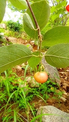 Malpighia mexicana