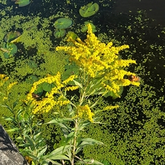 Solidago gigantea