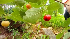 Malpighia mexicana