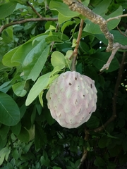 Annona macroprophyllata