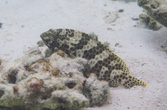 Epinephelus merra