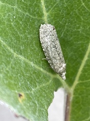 Epiblema grandaevana