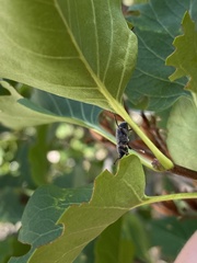 Otiorhynchus meridionalis
