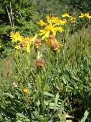 Senecio pyrenaicus pyrenaicus