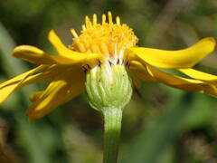 Senecio pyrenaicus pyrenaicus
