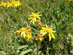 Senecio pyrenaicus pyrenaicus