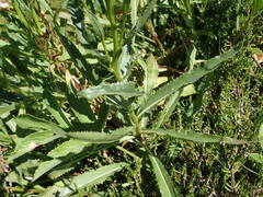 Senecio pyrenaicus pyrenaicus