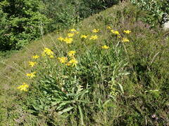 Senecio pyrenaicus pyrenaicus