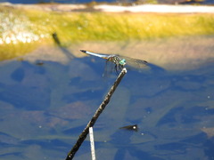 Pachydiplax longipennis